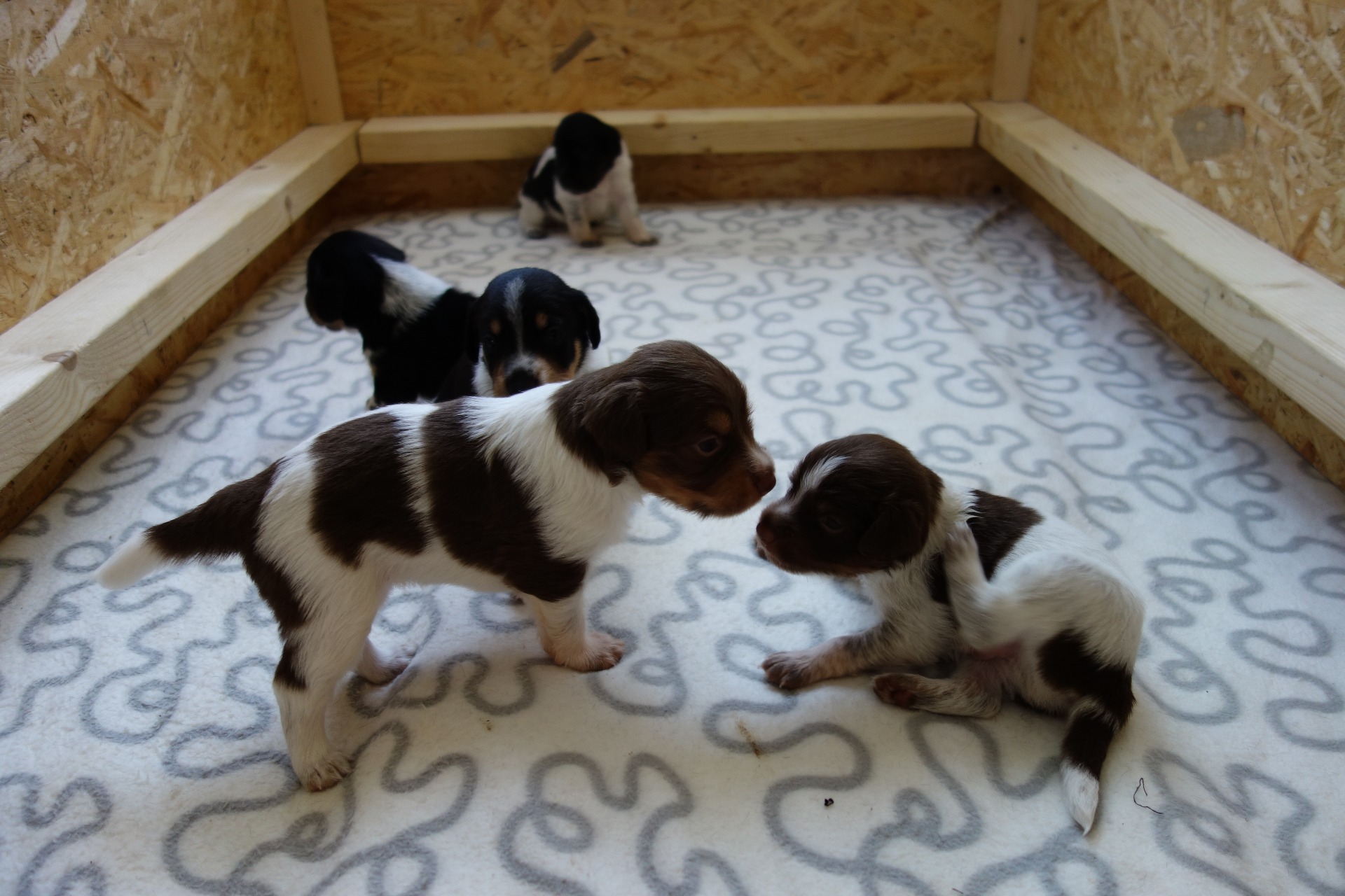 Assanka s Atomkem vpředu, Aiwa vzadu a uprostřed jsou Amigo s Apinkou.