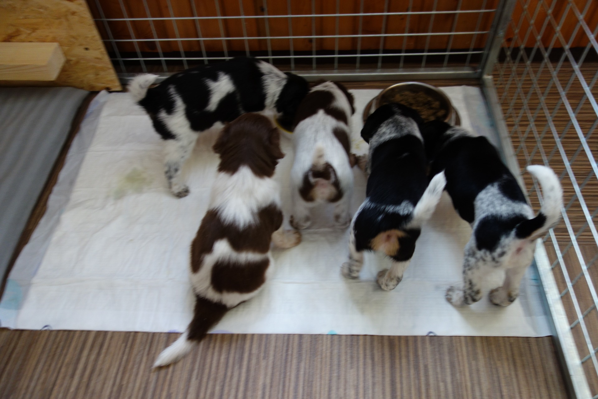 Aiwa, Assanka, Atom, Amigo a Apinka granulky šmakujou