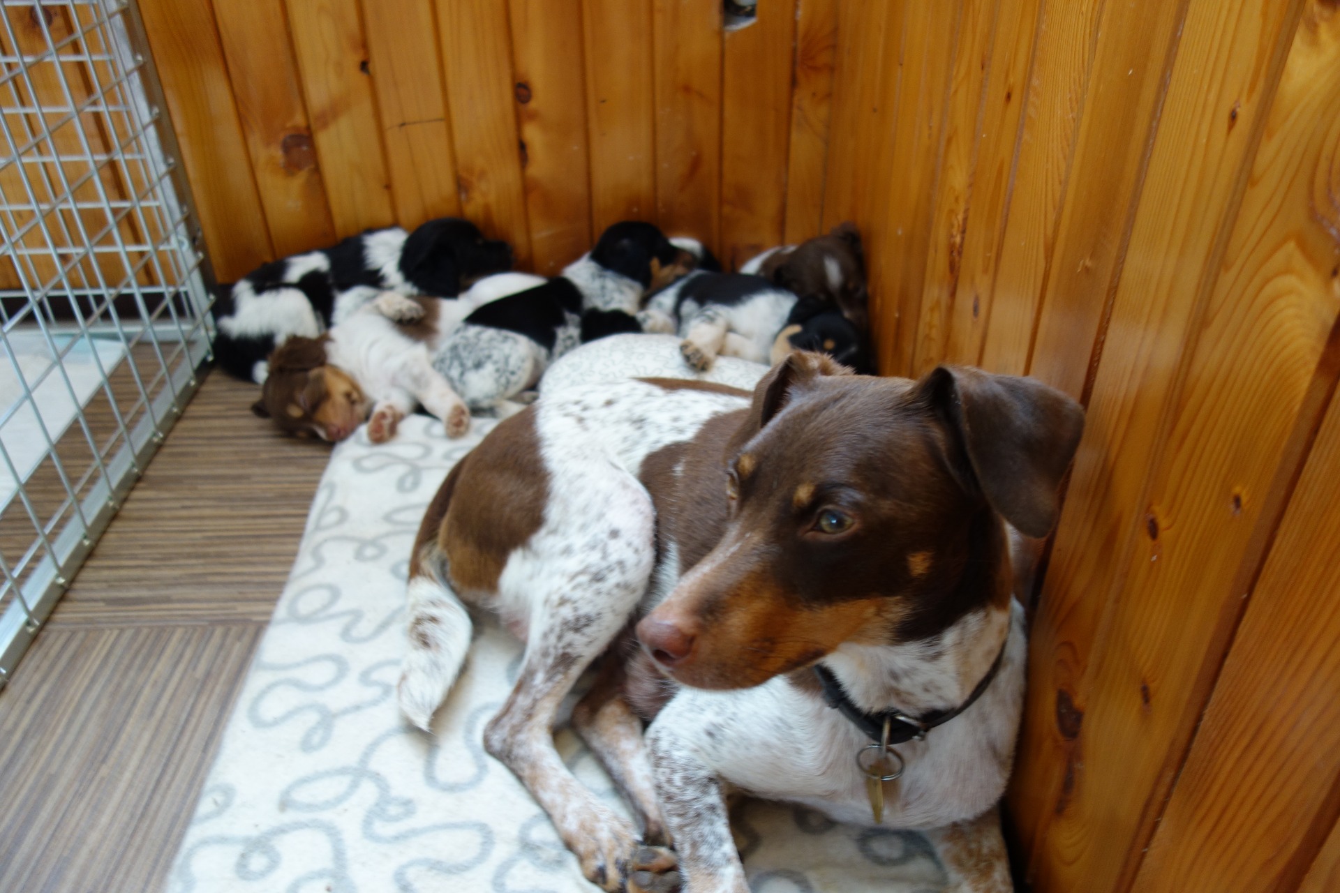 všude dobře mimo pelech nejlépe